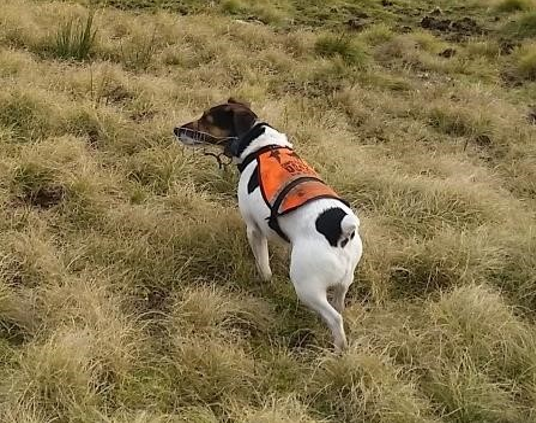 conservation detection dog