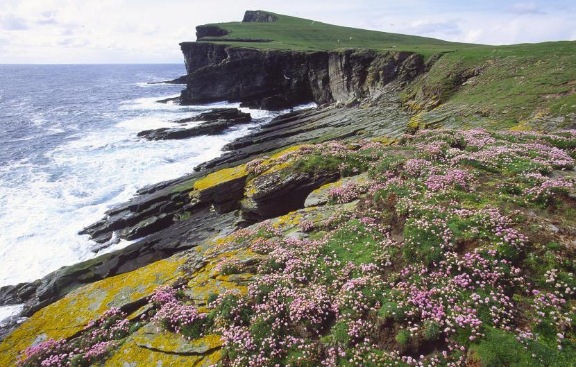 Pink flowers growing on the edge of a cliff on the coast