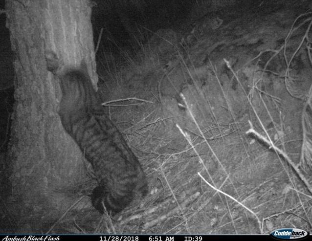 Image of young male wildcat without his collar