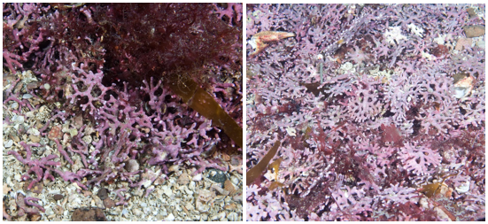 two images of different maerl morphologies