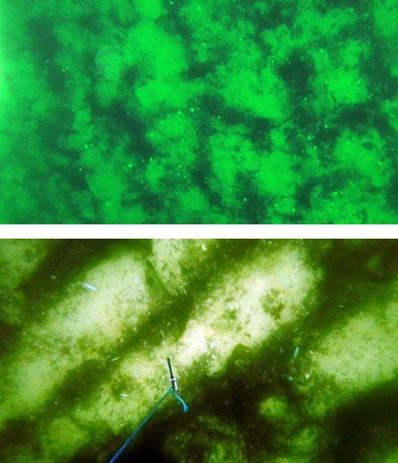 Screenshots from survey transects showing differences in the physical structure of the maerl bed