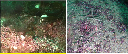 Structurally complex, shallow maerl bed and simple maerl fragments partly buried in sediment on deeper beds 