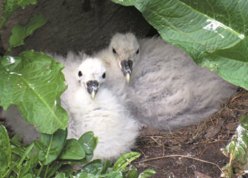 Two fulmar chicks