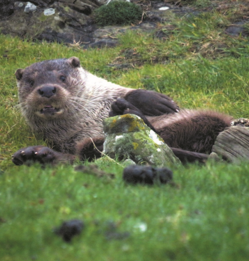 otter lying on grass
