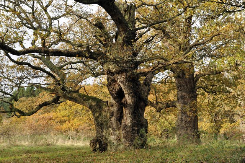 Cadzow oaks
