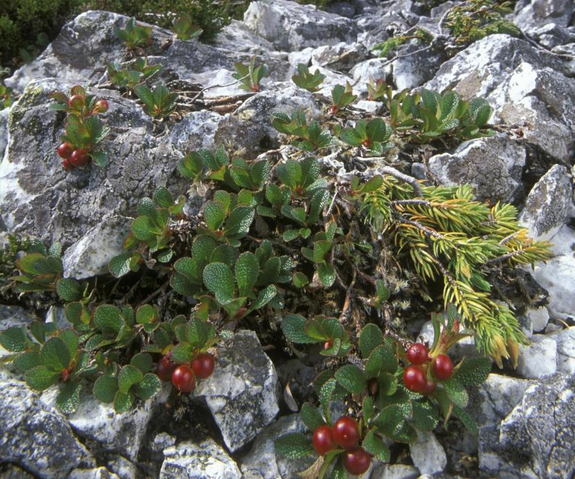 Mountain bearberry
