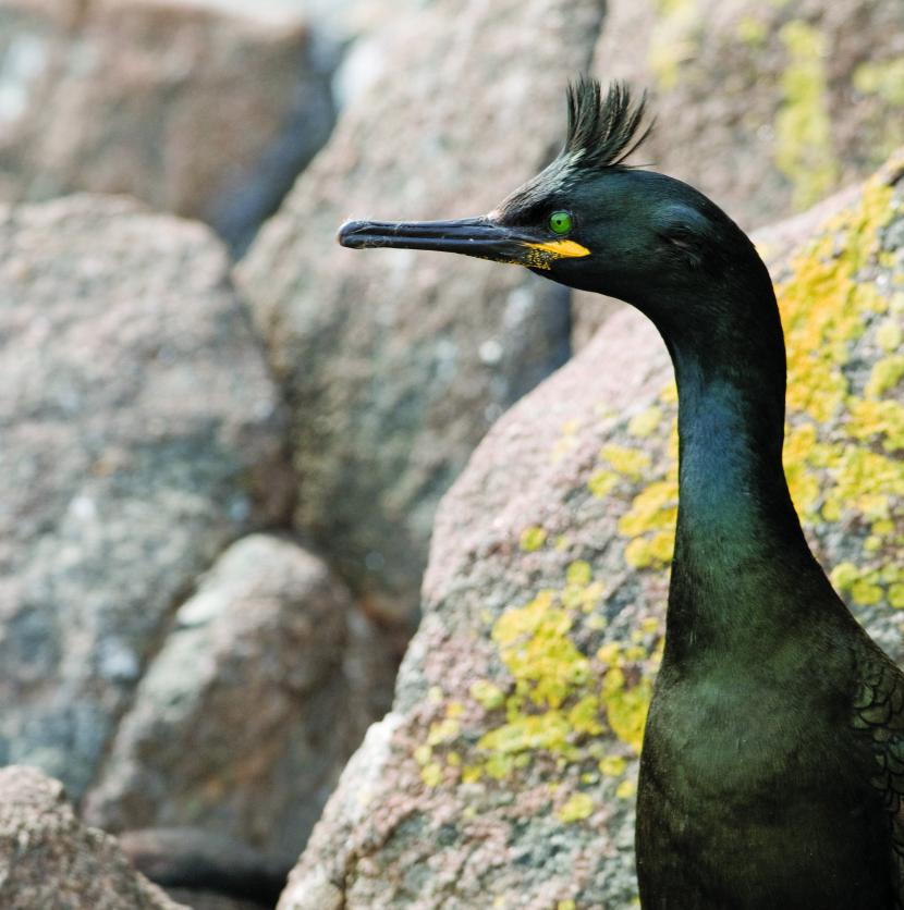 A Shag with a green iridescence to their feathers