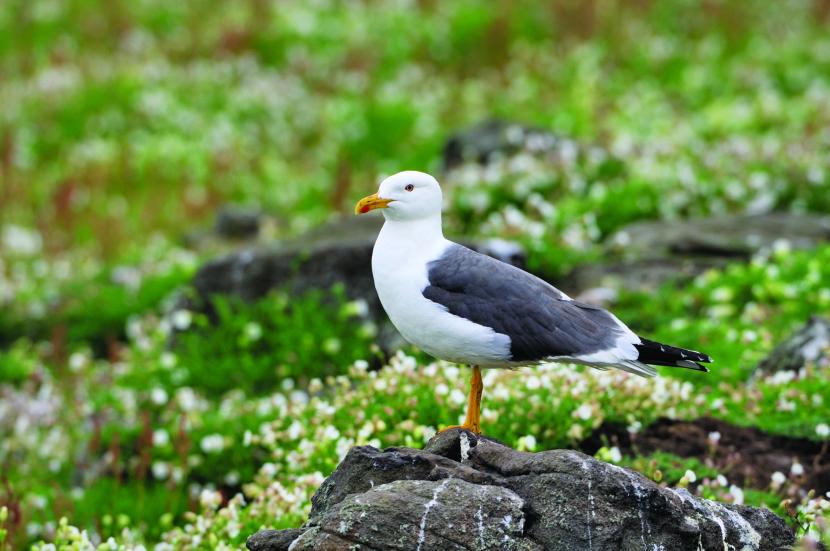 Lesser black-backed gull.