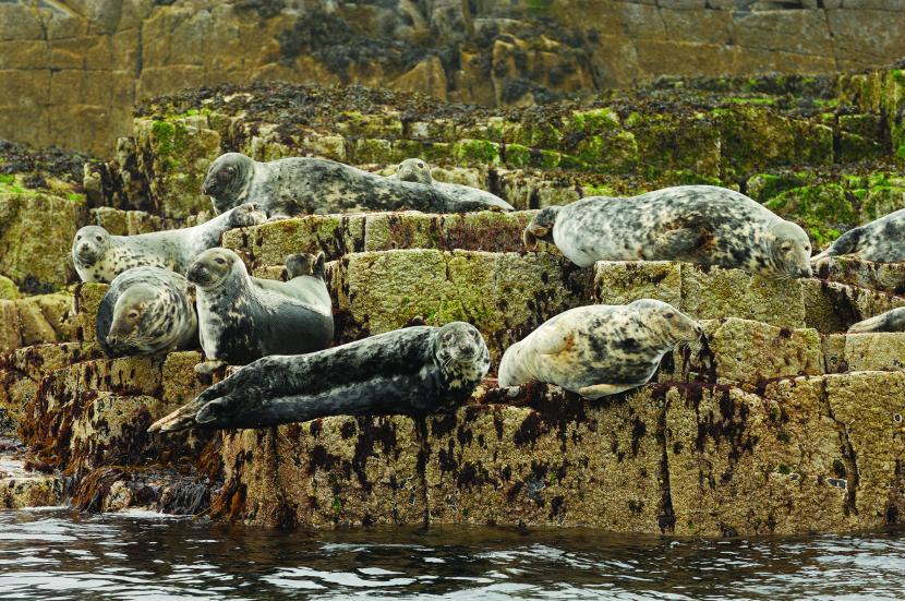 Grey seals on rocks at low tide on Isle of May