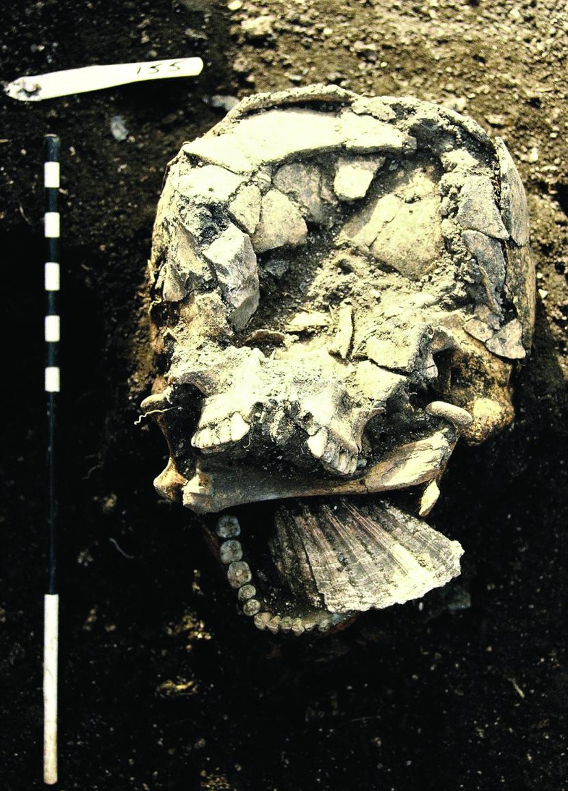 Skull of a 14th-century man found with a scallop shell in his mouth