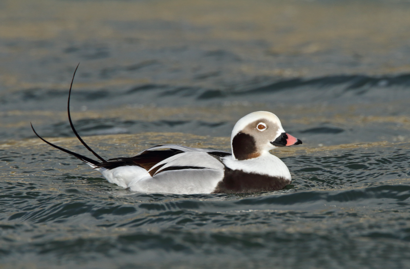 Male long tailed duck on the sea