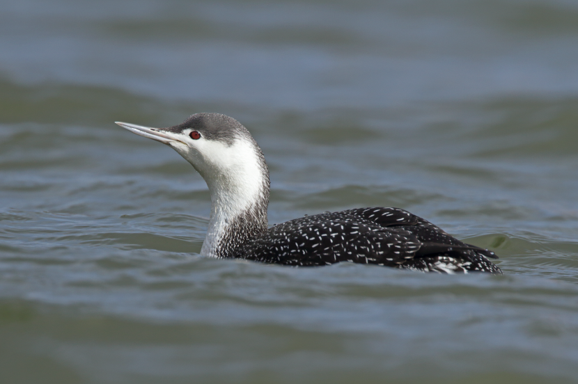 Red-throated diver in winter plumage