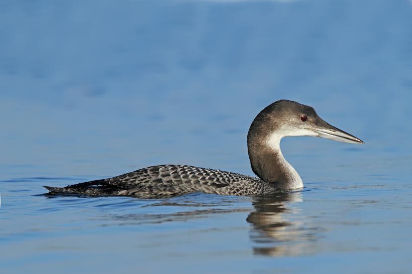 Great northern diver in winter plumage