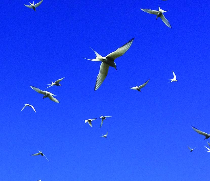 Terns circling