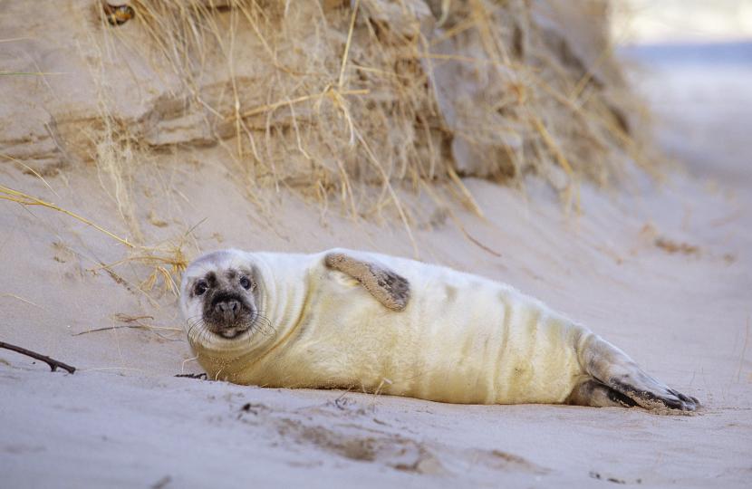 Grey seal pup