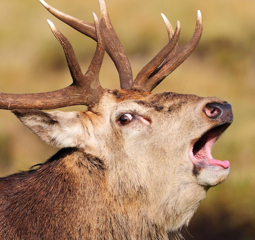 Roaring Red Deer stag
