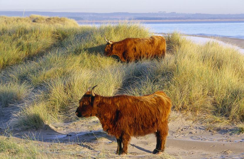 Highland cattle among the dunes