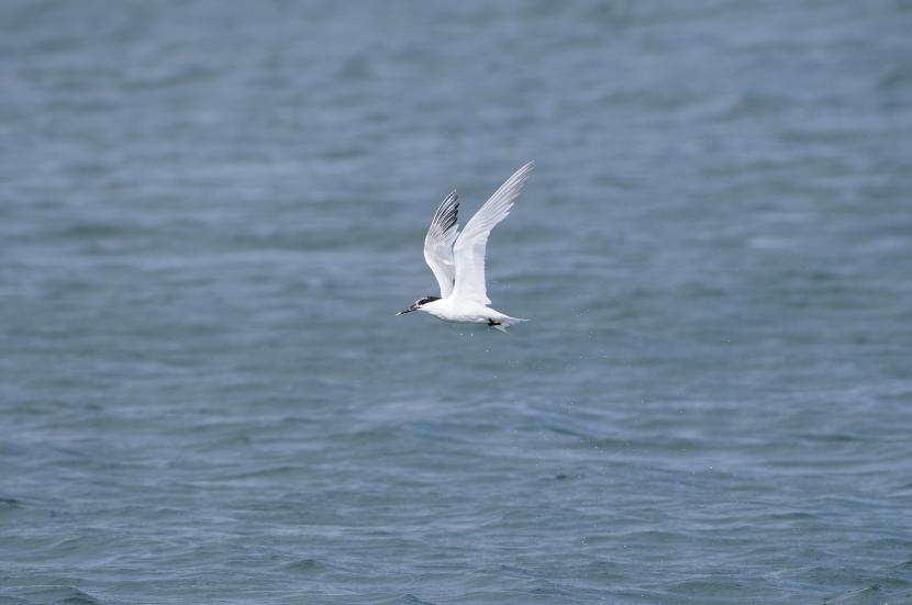 Sandwich Tern in flight