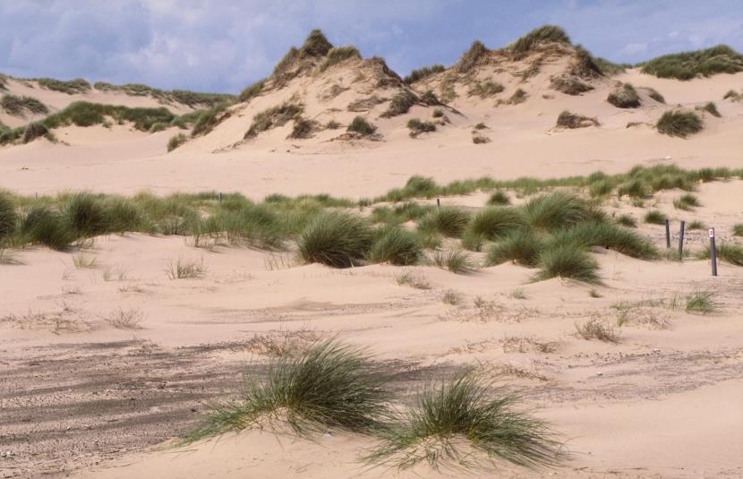 Dunes with marram grass