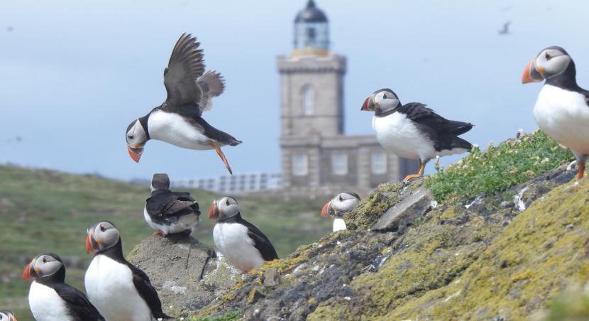 Puffins, the most numerous seabird on the island.