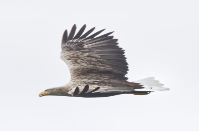 Adult White tailed eagle flying over farms