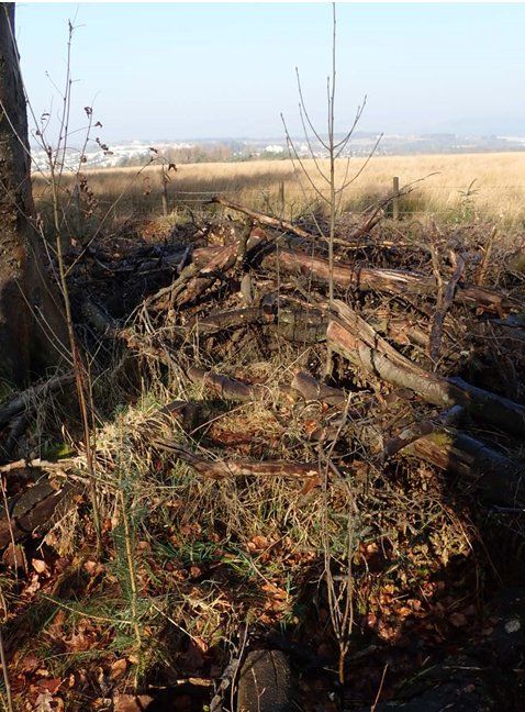 Frayed sapling in foreground sapling amongst brash unbrowsed
