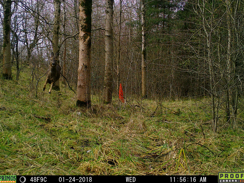 Roe deer running in woodland
