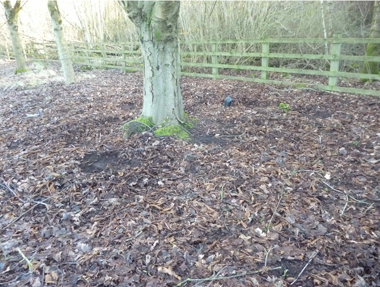 Typical roe deer resting place (bare patches) on the urban edge