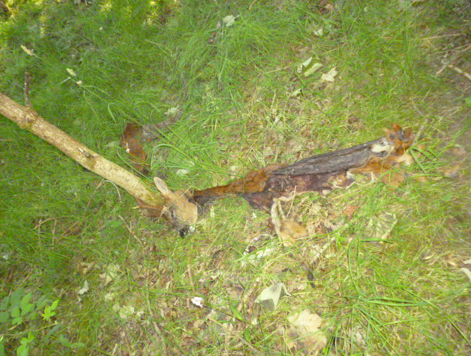 Image of remains of poached roe deer buck