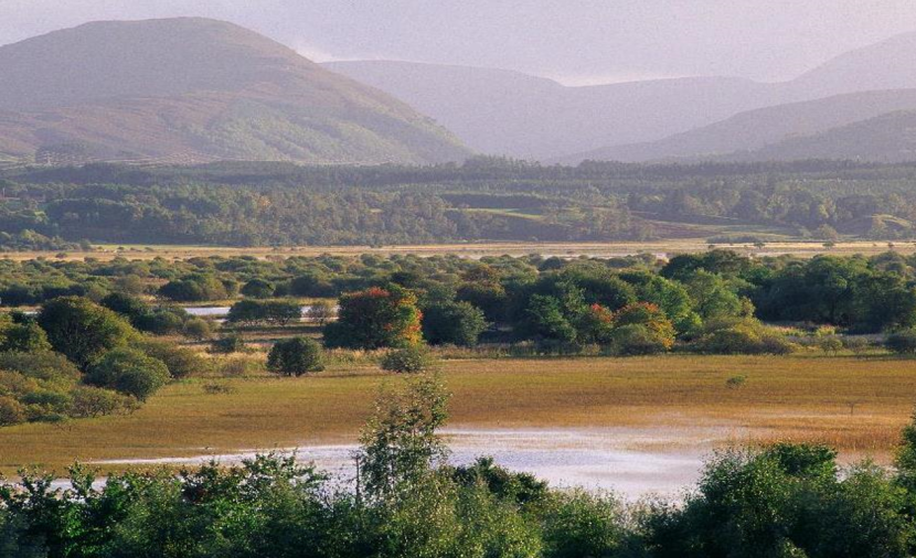 Saltmarsh with woodland and hills in the background. 