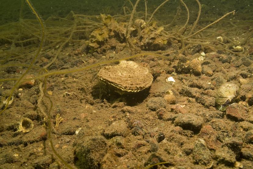 A native oyster on the seabed. 