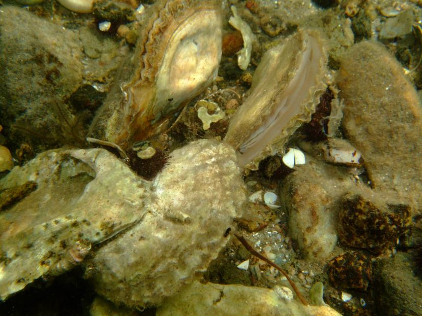 Close-up of native oysters showing the gills. 