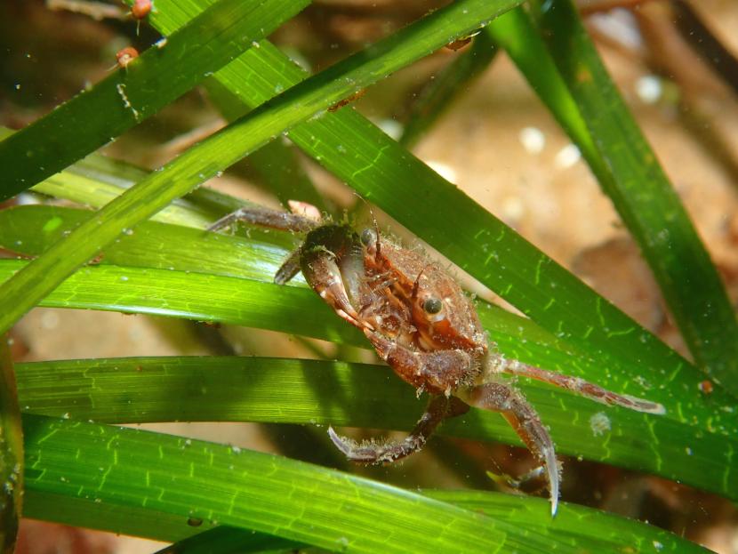 A small crab clinging to seagrass. 