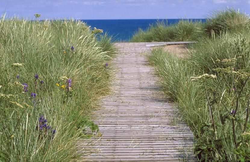 A boardwalk across sand dunes, bordered by grasses and wildflowers. 