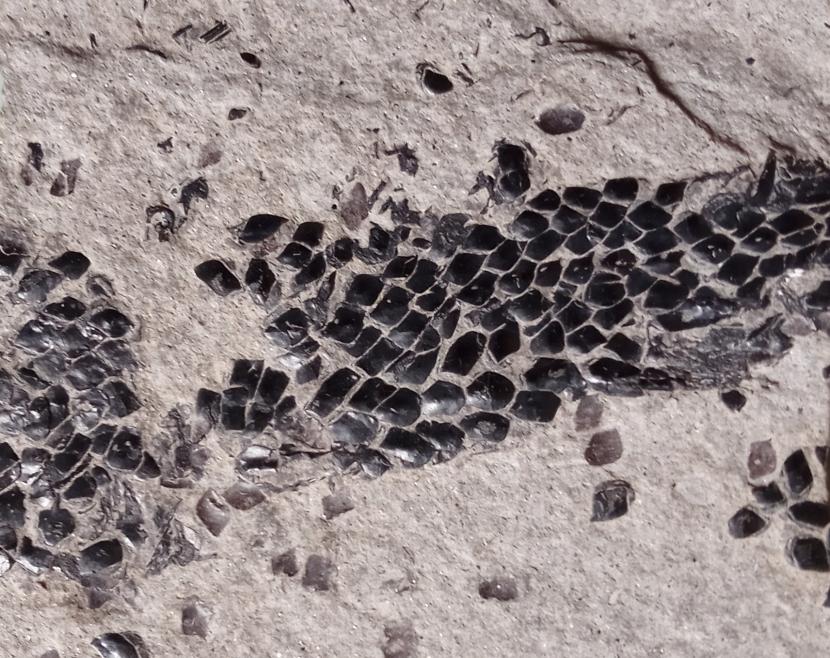 Fossil fish scales