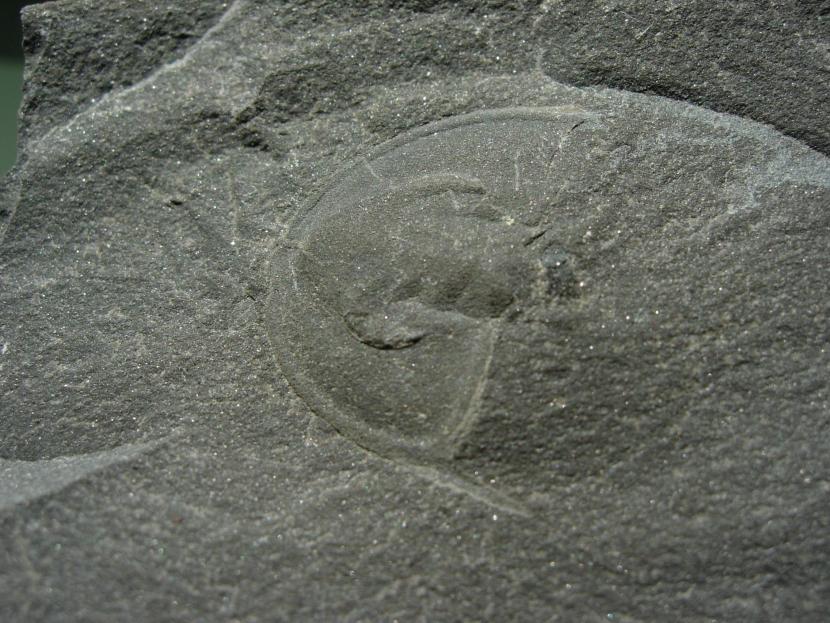 Loch Awe Trilobite