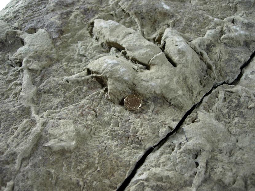 Staffin Museum dinosaur footprint