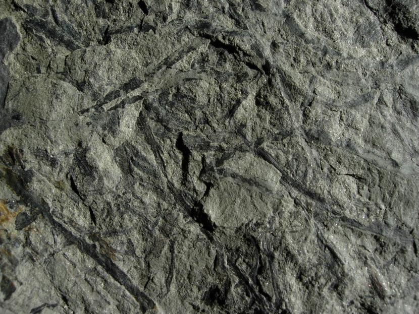 fossil plant stems