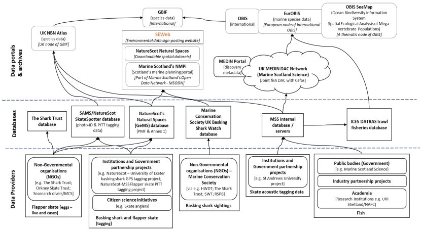 Fish and elasmobranch data flow landscape mapped to identify current issues