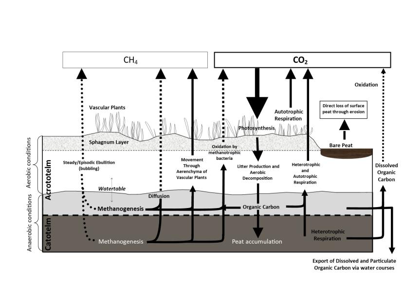 Figure 1. Processes in a peatland. Modified from Taylor, E.S. (2015)