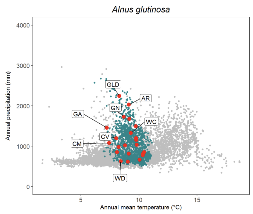Scatter plot for alder Alnus glutinosa
