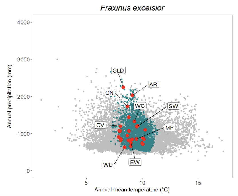 Scatter plot for ash Fraxinus excelsior