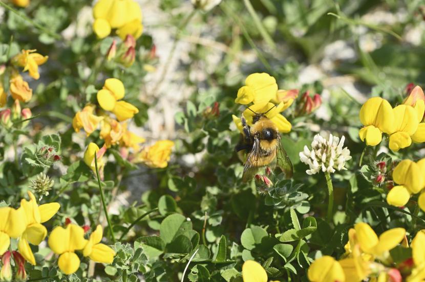 Great yellow bumblebee feeding on bird’s-foot trefoil 