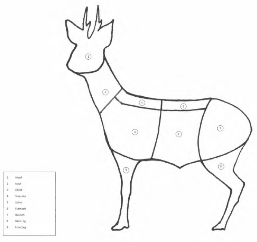 Diagram of a deer