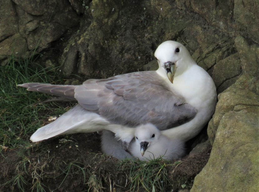 Adult fulmar with chick on nest