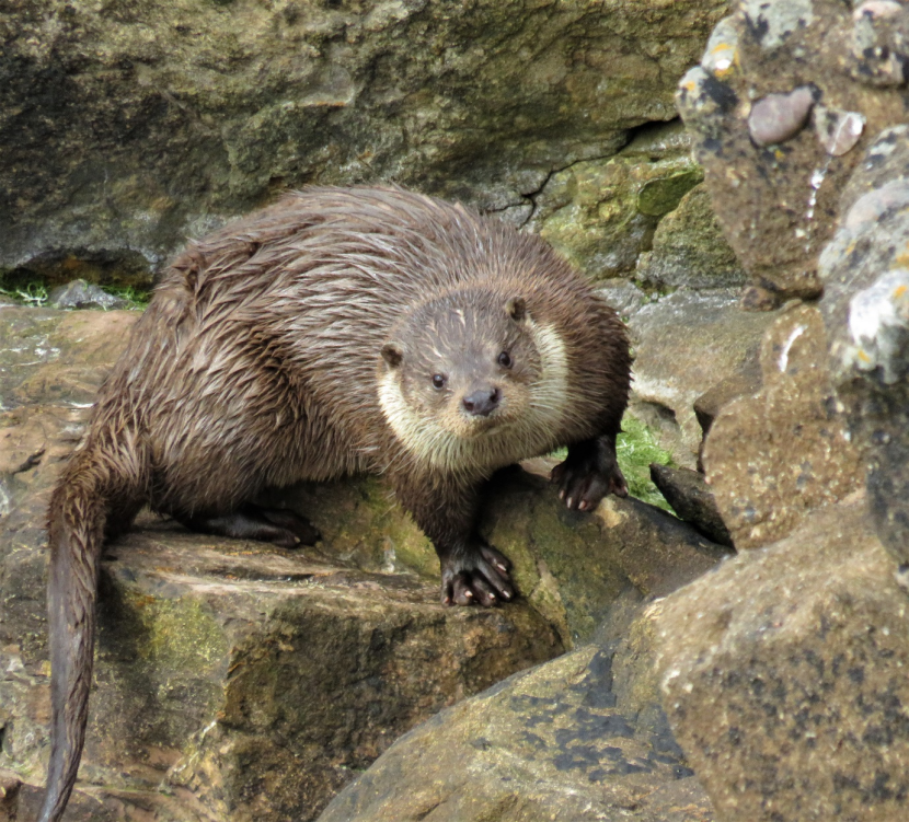 Otter on rock