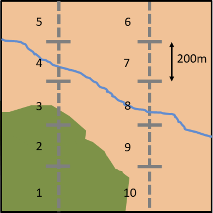 Example map of a 1-km BBS square with two parallel 1-km transects 