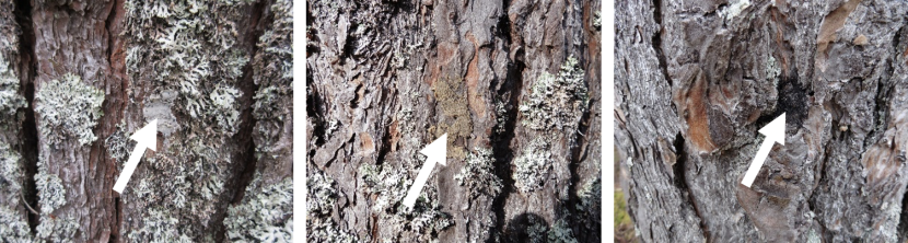Three images of artificial lichen attached to bark of a tree