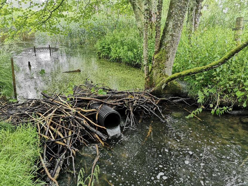 An established flow device in a beaver dam in Perthshire.