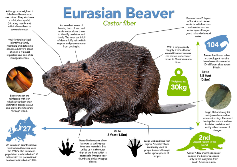 Graphic explaining the biology of a beaver, including related information